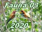 fauna 3